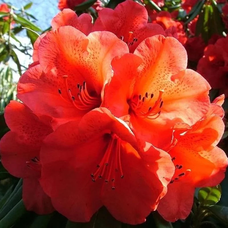 Azalée orange