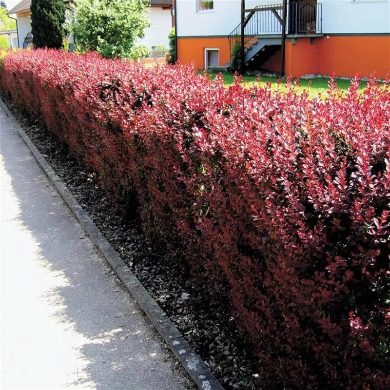 Berberis thunbergii « Atropurpurea »
