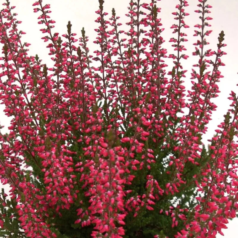 Bruyère rouge