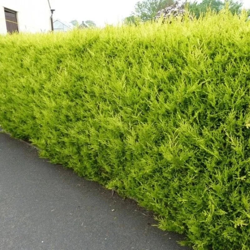 Conifère de haie « Castlewellan Gold »
