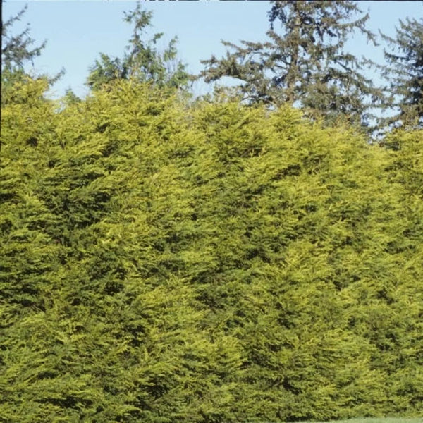 Conifère de haie jaune « Gold Rider »