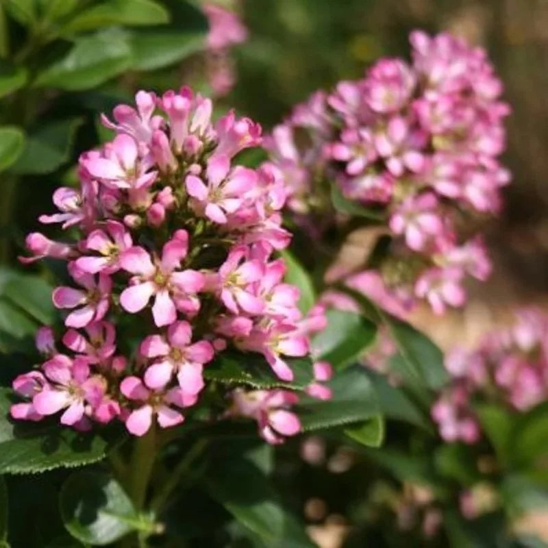 Escallonia