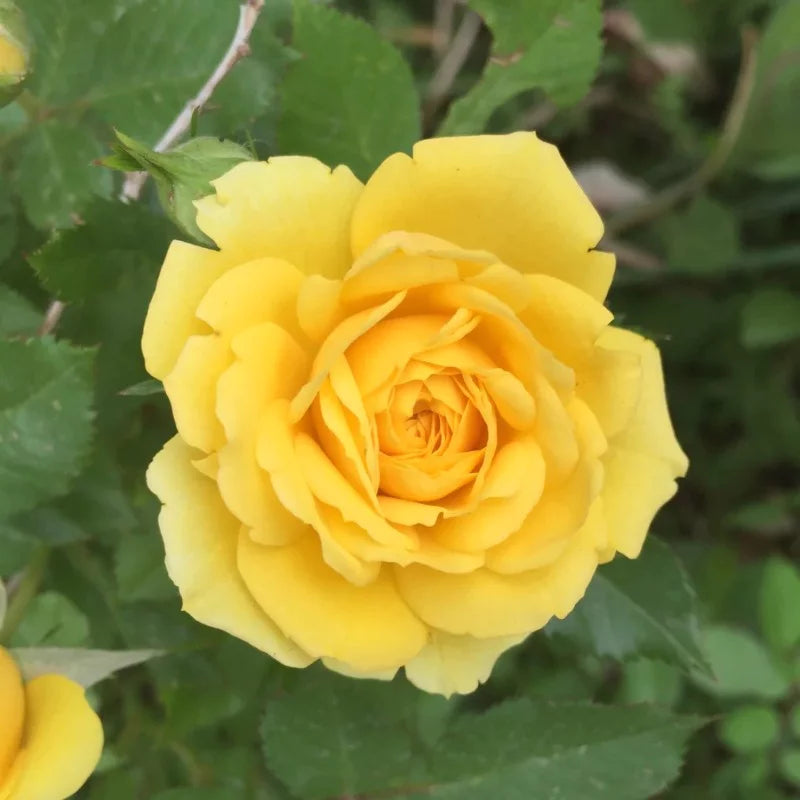 Rosier jaune