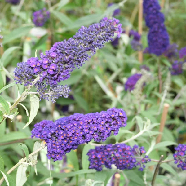 Arbre à papillons bleu-violet