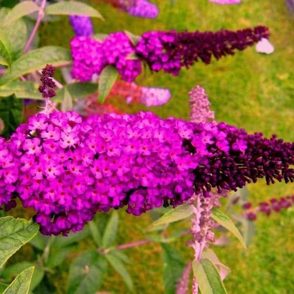 Arbre à papillons rouge-violet