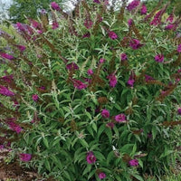 Arbre à papillons rouge-violet