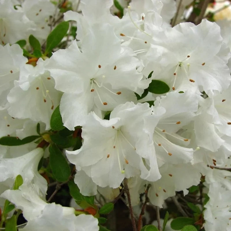 Azalée blanche