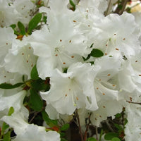 Azalée blanche