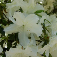 Azalée blanche