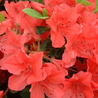 Azalée orange