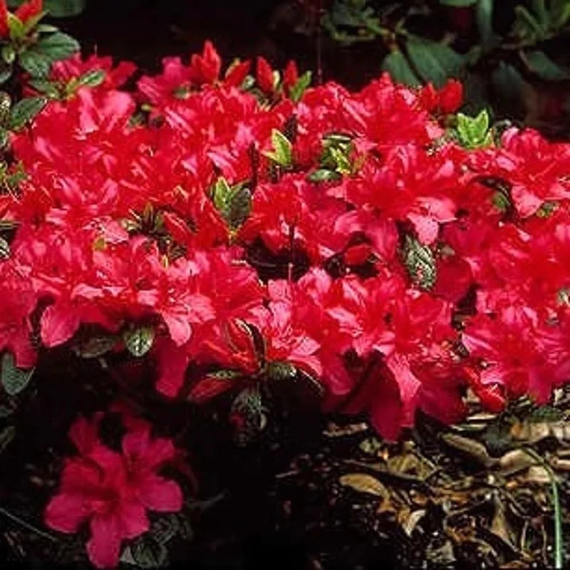 Azalée rouge