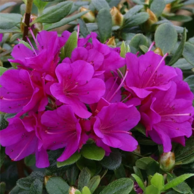 Azalée violette