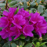 Azalée violette