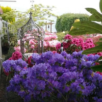 Azalée violette