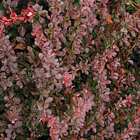 Berberis thunbergii « Atropurpurea »