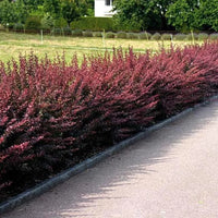 Berberis thunbergii « Atropurpurea »