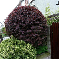 Berberis thunbergii « Atropurpurea »