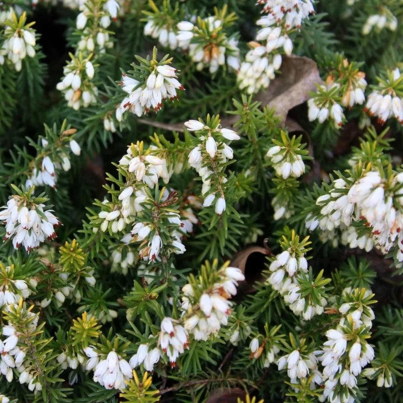 Bruyère carnée blanche