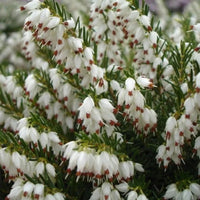 Bruyère carnée blanche