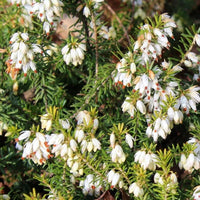 Bruyère carnée blanche
