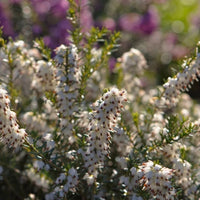 Bruyère carnée blanche