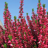 Bruyère rouge
