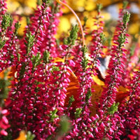 Bruyère rouge