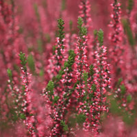 Bruyère rouge