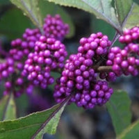 Callicarpe