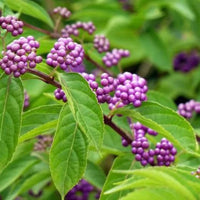 Callicarpe
