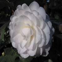 Camélia blanc