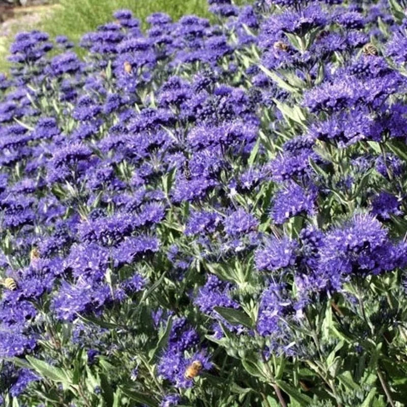 Caryopteris clandonensis « Heavenly Blue »