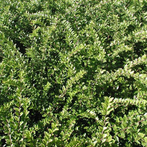 Chèvrefeuille buissonnant « Elegant »