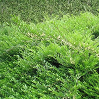Chèvrefeuille buissonnant « Elegant »
