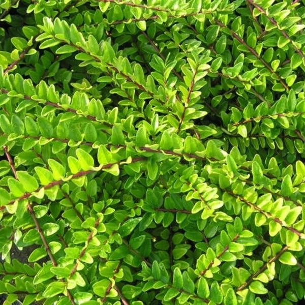 Chèvrefeuille buissonnant « Maigrün »