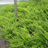 Chèvrefeuille buissonnant « Maigrün »
