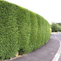 Conifère de haie à croissance rapide « Leylandii 2001 »