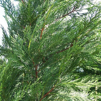 Conifère de haie à croissance rapide « Leylandii 2001 »