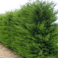 Conifère de haie à croissance rapide « Leylandii 2001 »
