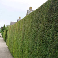 Conifère de haie à croissance rapide « Leylandii 2001 »