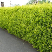 Conifère de haie « Castlewellan Gold »