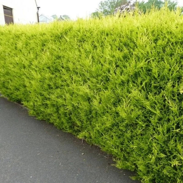 Conifère de haie « Castlewellan Gold »