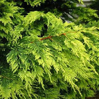 Conifère de haie « Castlewellan Gold »