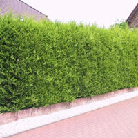 Conifère de haie « Castlewellan Gold »