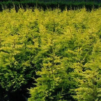 Conifère de haie jaune « Gold Rider »
