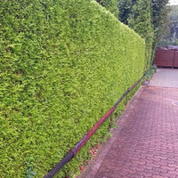 Conifère de haie verte de Thuya « Brabant »