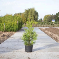 Conifère de haie verte de Thuya « Brabant »