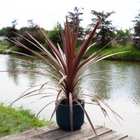 Cordhou palmiste rouge