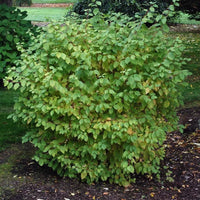 Cornouiller