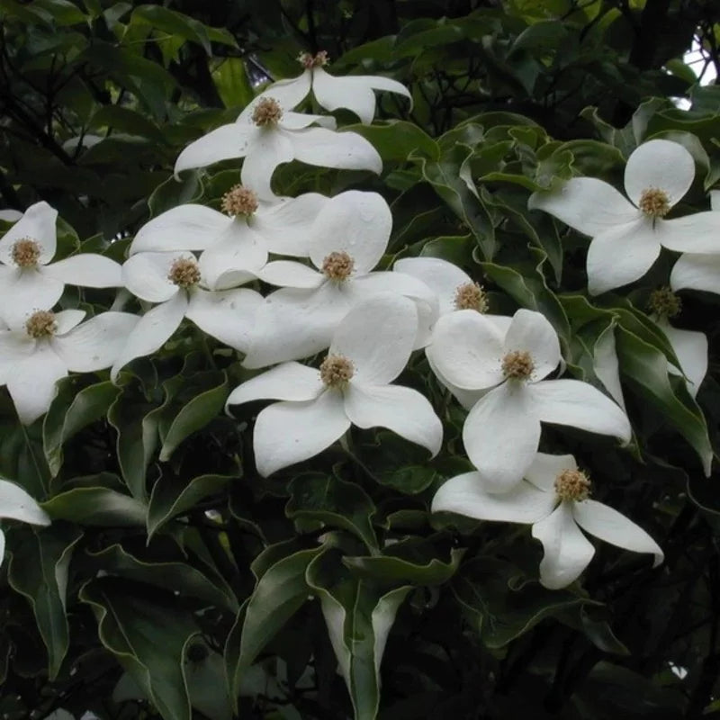 Cornouiller du Japon à grandes fleurs blanches